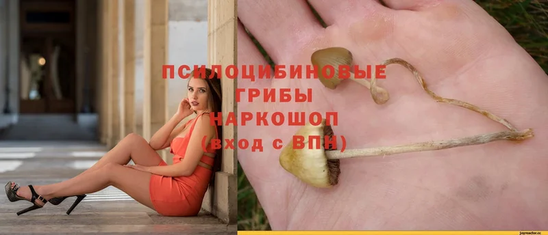 Псилоцибиновые грибы Psilocybe  дарнет шоп  Дятьково 